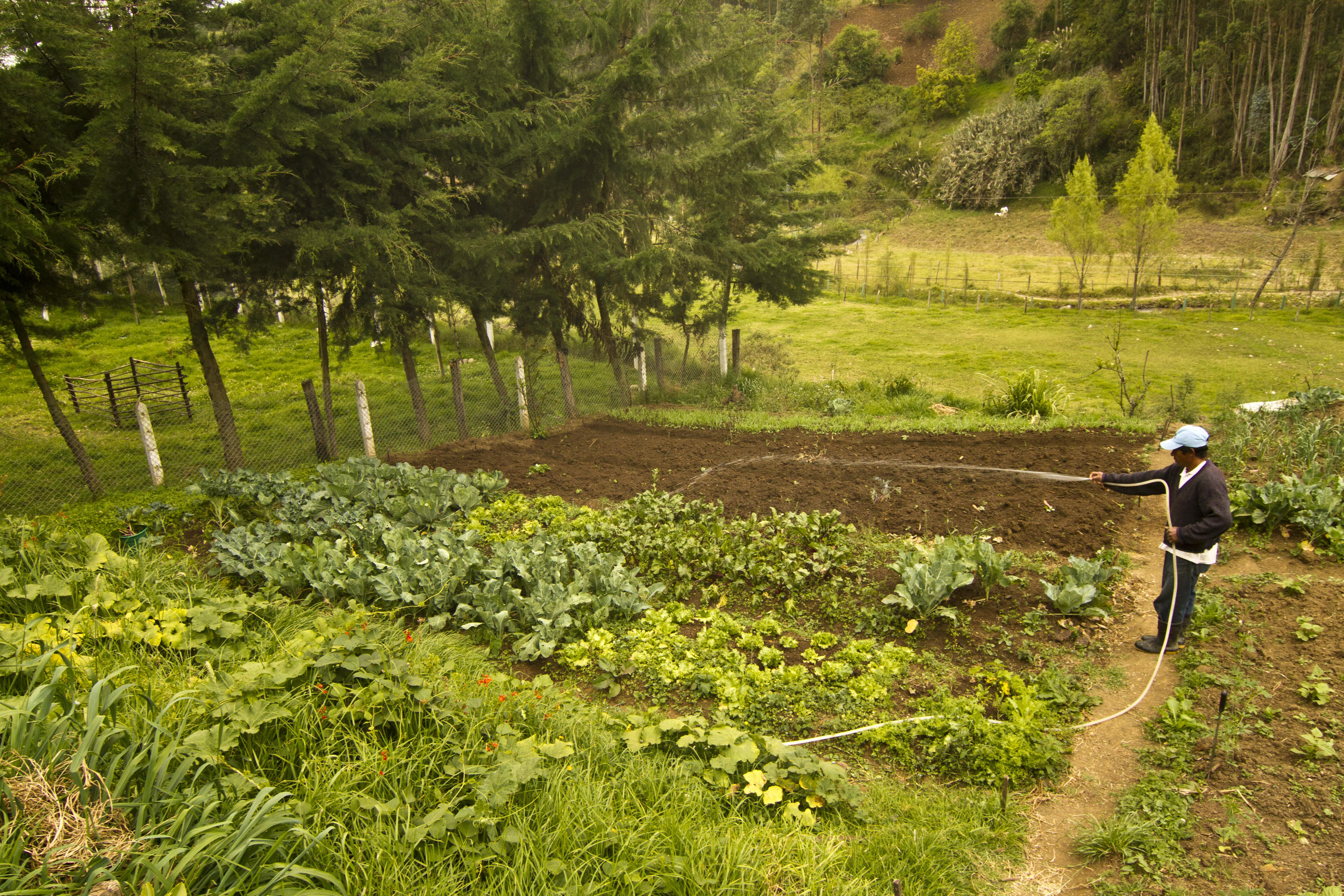 Along the banks of the Río Tabacay in Ecuador's Cañar Province, there are 15 family farms involved in the Asociación de productores agroecológicos de la microcuenca del río Tabacay (Association of organic producers of the Tabacay River basin). The Association is a pilot program promoting sustainable and organic farming practices. This program was created by FONAPA, the Water Fund for the Conservation of the Paute River Watershed, whose members include the Nature Conservancy and other private and public entities. The Río Tabacay is a tributary to the Río Paute.