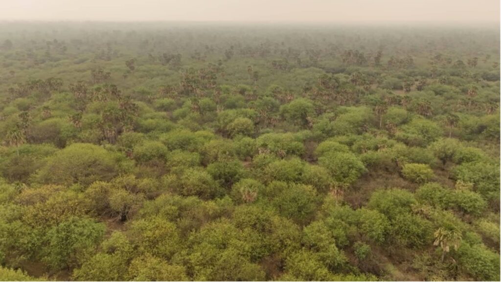 Región del Gran Chaco paraguayo con desafíos de regeneración ambiental tras la sequía