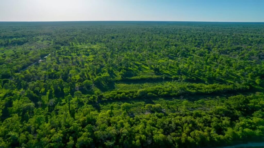 Paisaje del Gran Chaco paraguayo durante la temporada de lluvias con ecosistemas en recuperación