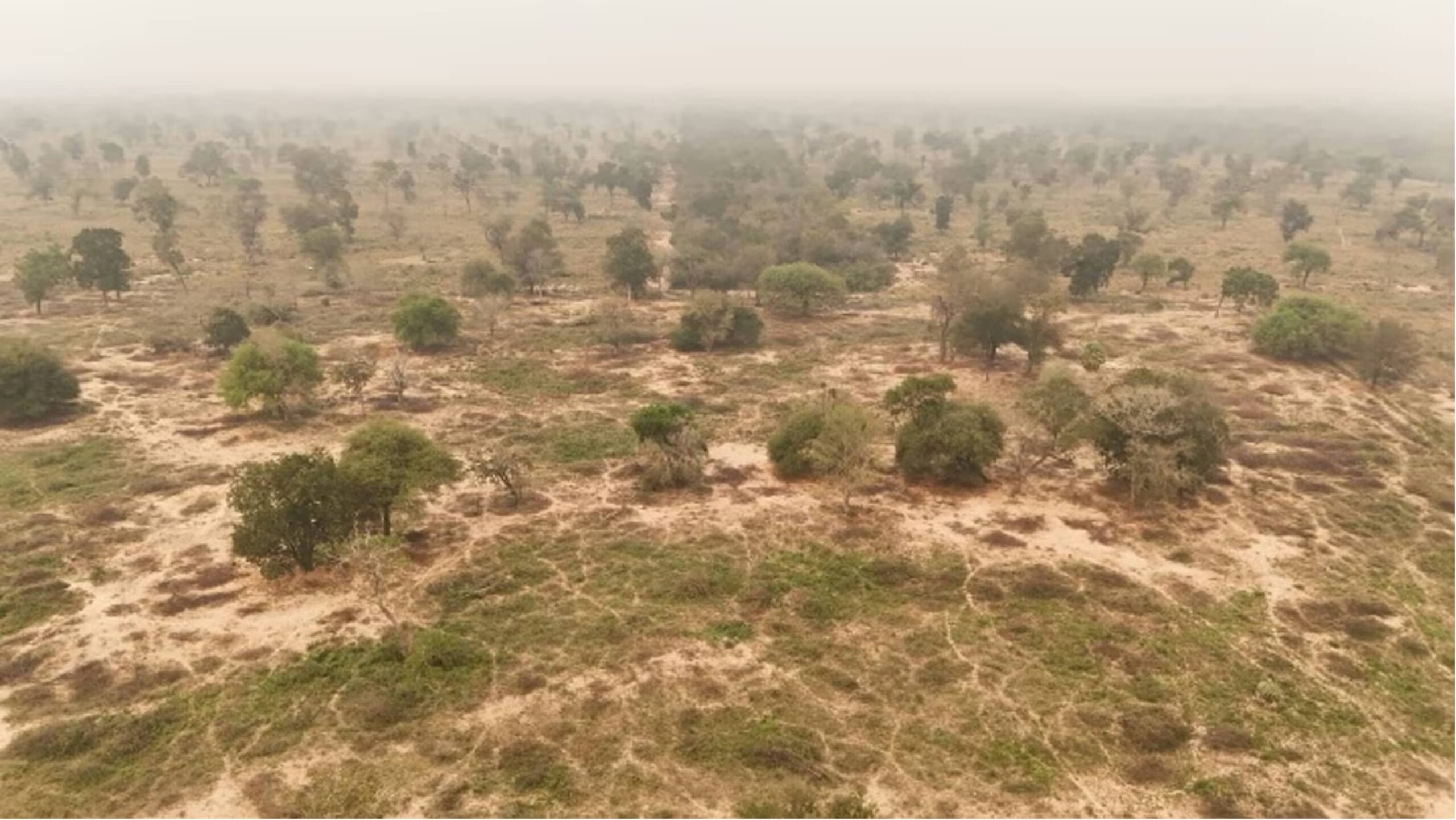 Paisaje del Gran Chaco en Paraguay afectado por condiciones de sequía en 2024