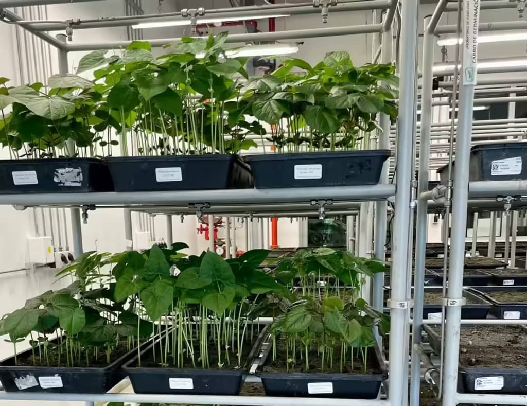 Sistemas agrícolas regenerativos orientados a bajas emisiones en contextos productivos