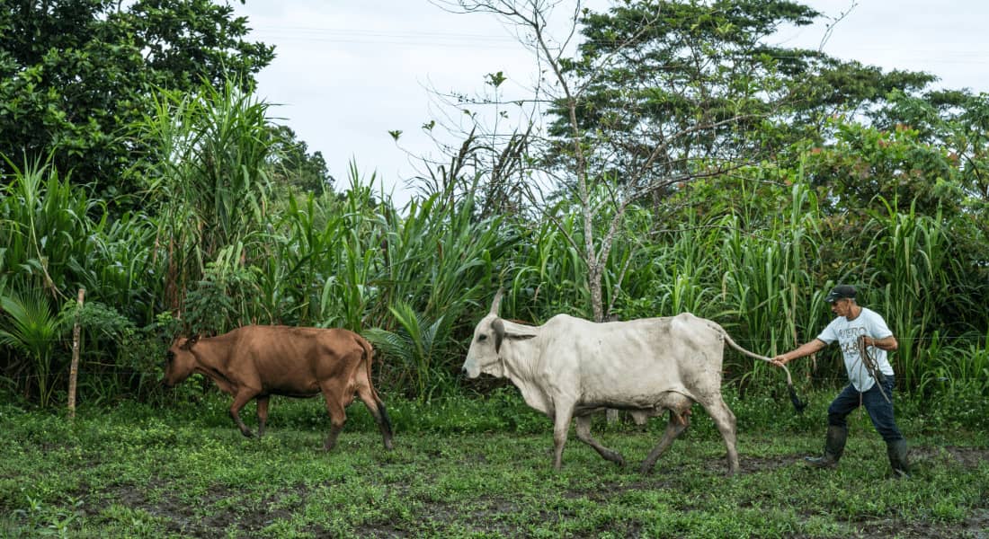 Territorio en proceso de regeneración ambiental en Latinoamérica con enfoque sostenible