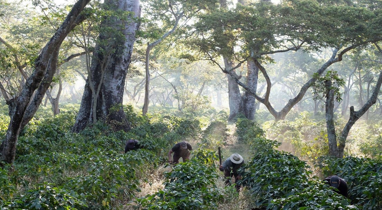 Iniciativas de The Nature Conservancy en regeneración de paisajes en Latinoamérica