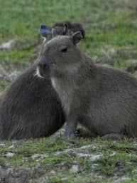 Perfil de un chigüiro (capibara) adulto descansando sobre la hierba verde, con otro ejemplar detrás en un entorno natural orinoquía colombiana.