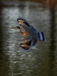 Fotografía de una Garza del Sol (Eurypyga helias) en vuelo, mostrando el espectacular patrón ocelado en sus alas que asemeja grandes ojos para disuadir a los depredadores