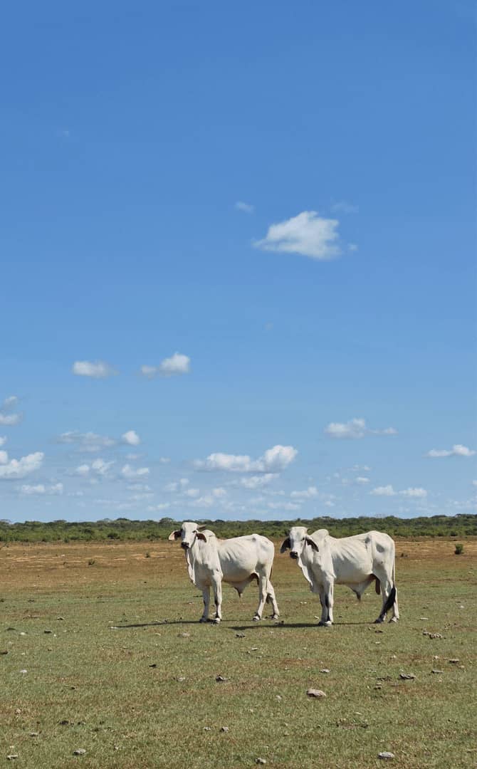 Dos toros bovinos de raza Cebú pastando en una llanura extensa bajo un cielo azul despejado, representando la ganadería de conservación en el paisaje llanero de la Orinoquía.