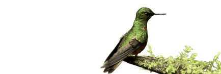 Colibri verde posado sobre una rama