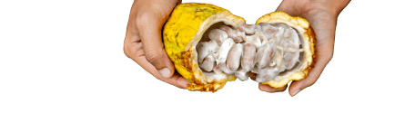 Manos mostrando una mazorca de cacao abierta