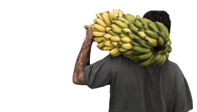 Productor cargando un racimo de banano