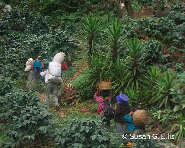 Productores rurales transportando cosecha en sistema agroforestal de agricultura regenerativa