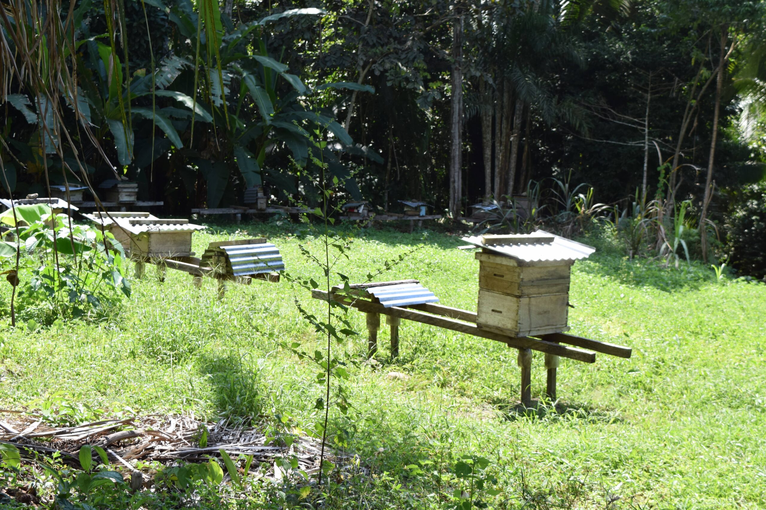 Fila de colmenas de abejas de madera rústica con techos de láminas de zinc, dispuestas sobre soportes elevados en un claro de hierba verde dentro de la Finca Moscú. Al fondo se observa la densa vegetación tropical y árboles de la selva alta amazónica.
