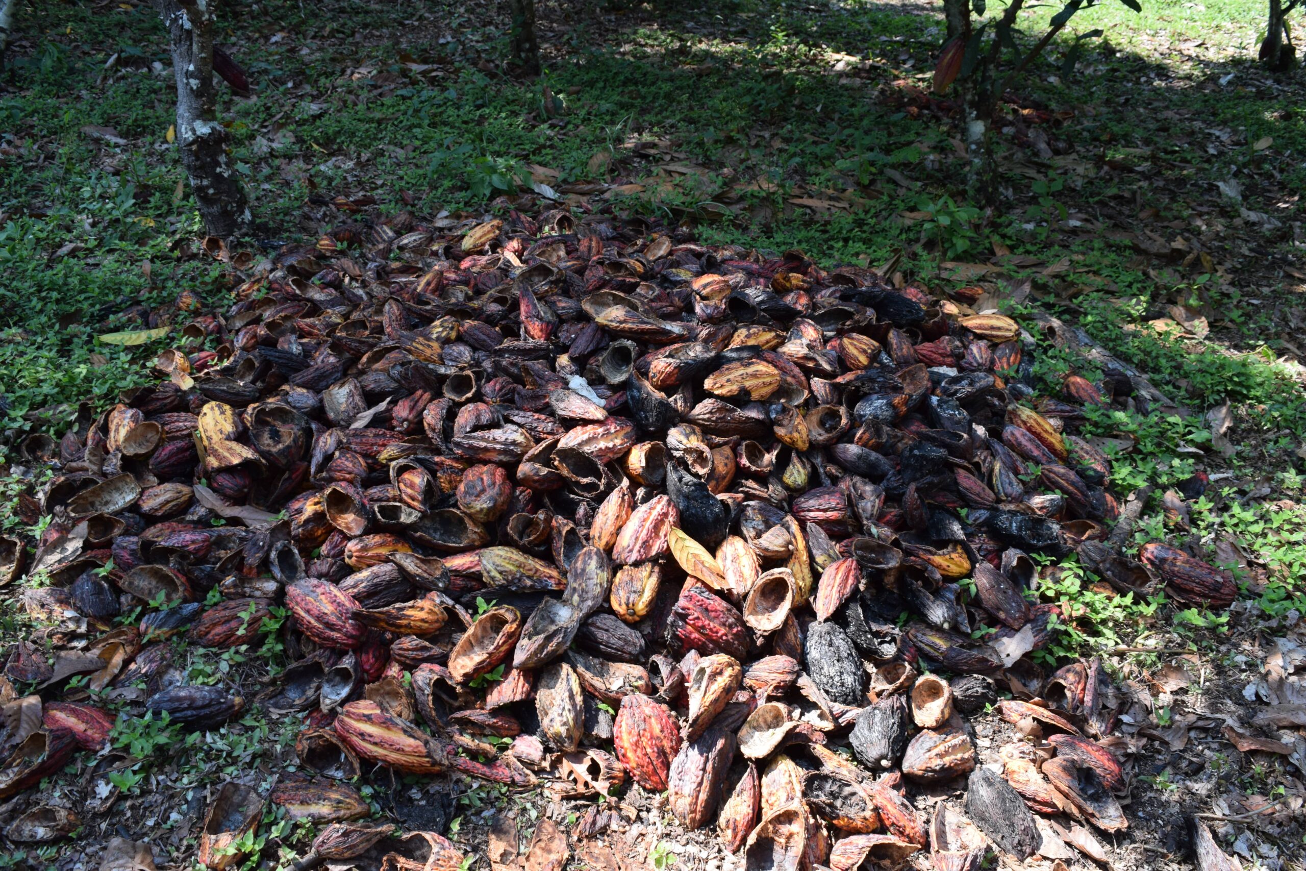 Un gran montón de cáscaras de cacao vacías y secas, en tonos rojizos, amarillos y marrones, acumuladas en el suelo de un sistema agroforestal bajo la sombra de los árboles en la Finca Moscú. La imagen ilustra el proceso de reciclaje de nutrientes mediante compostaje en la selva alta peruana.