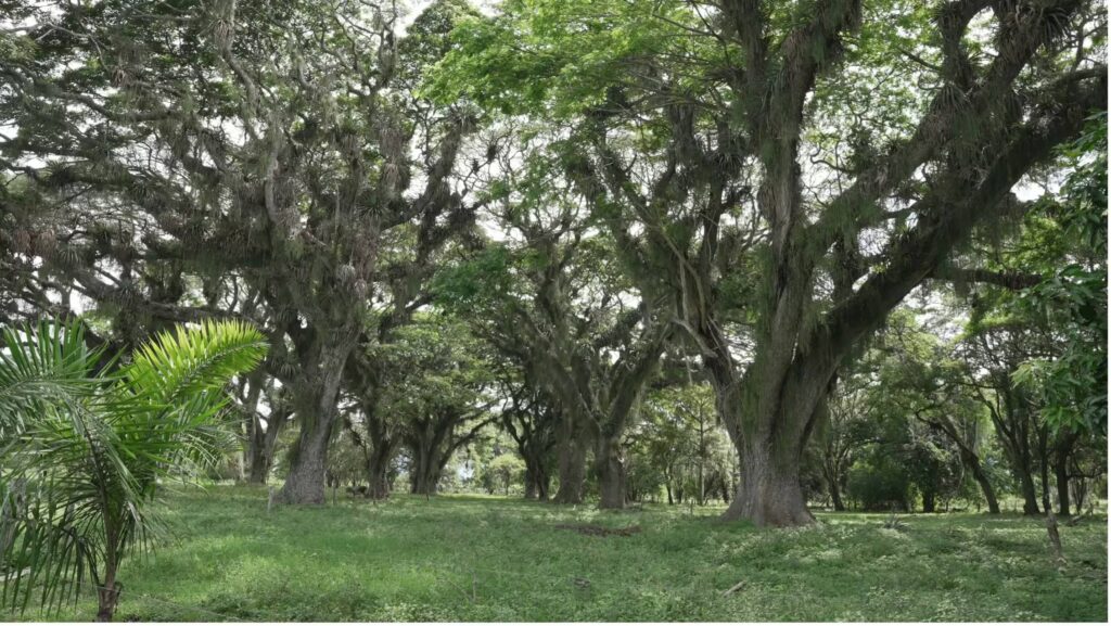 Participación de Paisajes Futuros en COP16 sobre agricultura y ganadería regenerativa en Latinoamérica