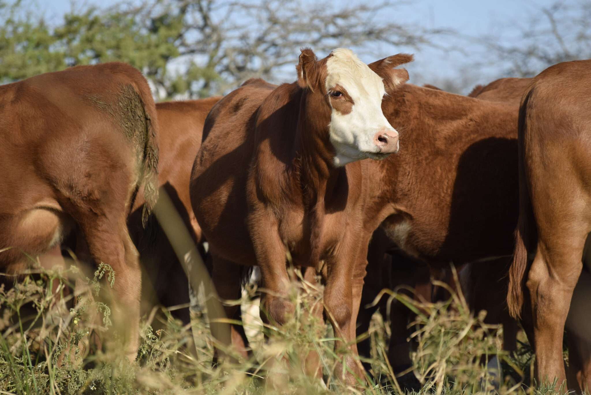 Primer plano de una vaca de pelaje castaño y cara blanca integrada en un hato, durante una jornada de evaluación de salud animal y prácticas regenerativas en el Chaco.