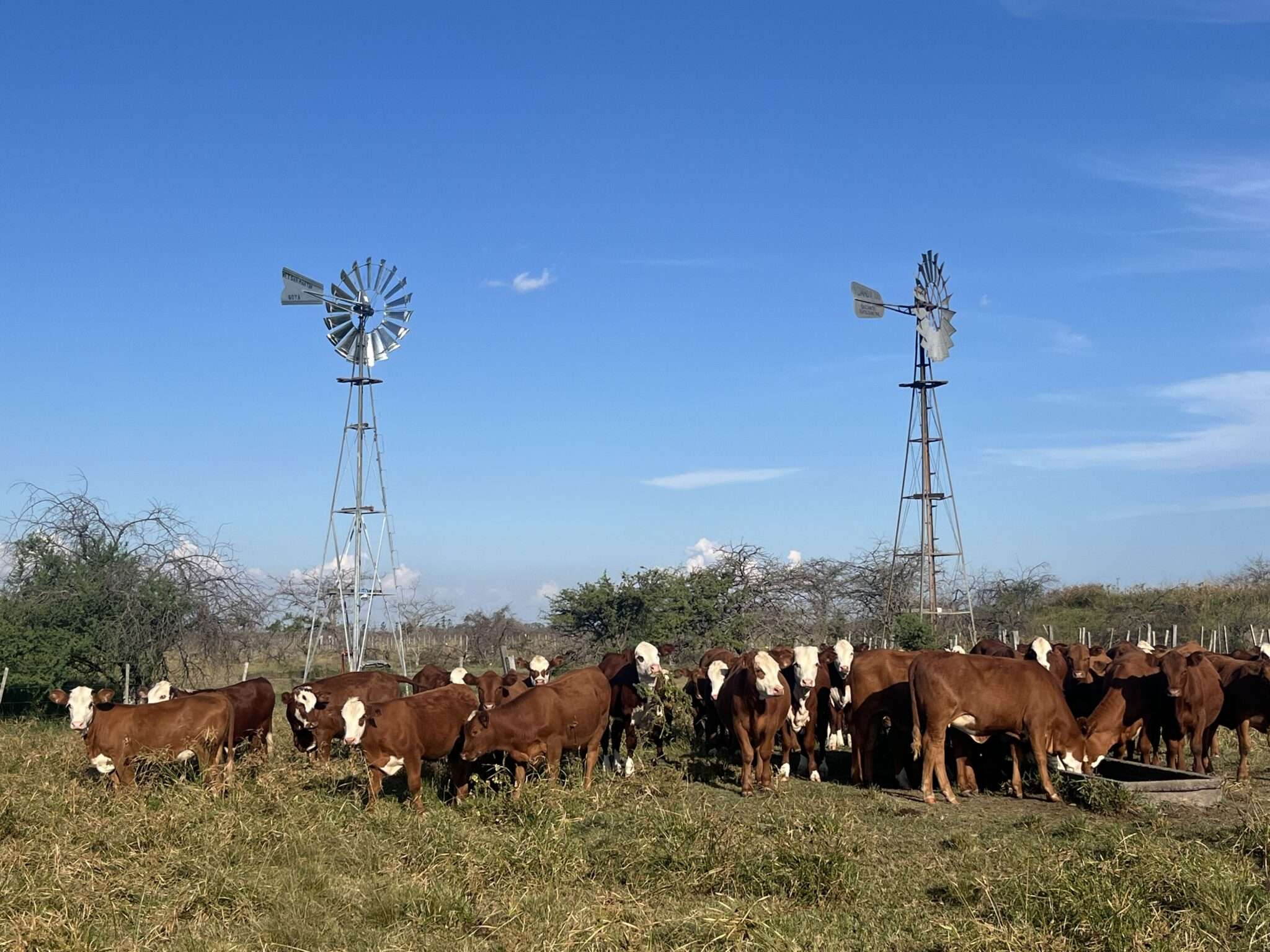 Hato de ganado vacuno de raza Hereford pastando en un campo abierto con dos molinos de viento metálicos al fondo, bajo un cielo azul despejado en la región del Gran Chaco.