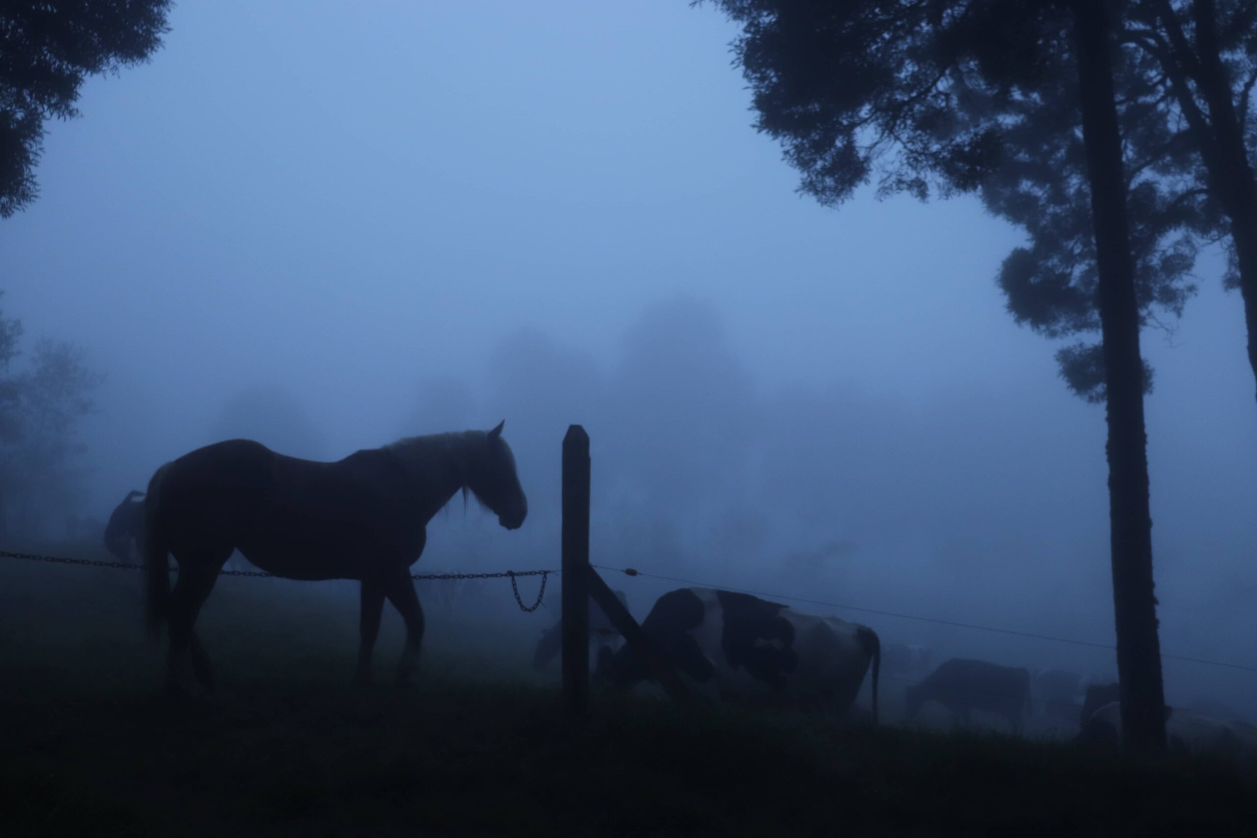 Siluetas de un caballo y varias vacas Holstein pastando en la penumbra al amanecer, rodeados de una densa neblina azulada en la Reserva Natural El Silencio. A la derecha, se destaca la silueta oscura de un árbol alto del bosque andino.