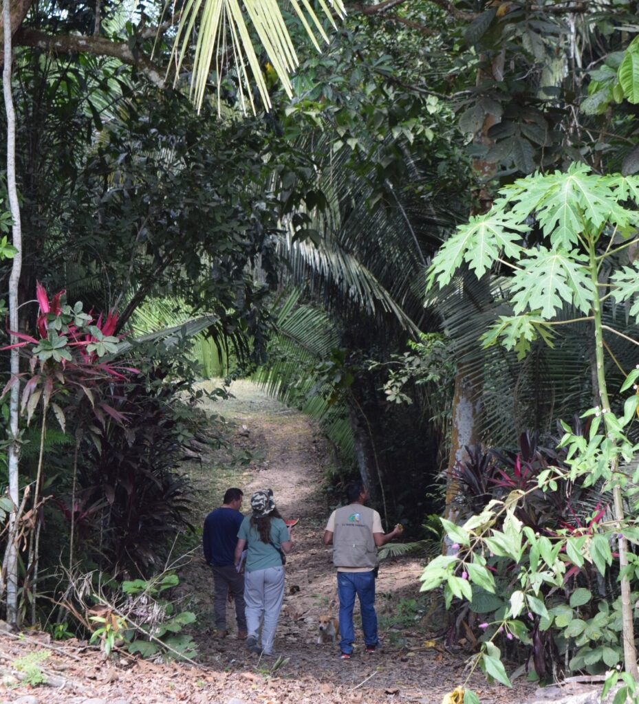 Tres personas y un perro pequeño caminan de espaldas por un sendero de tierra en la Finca Moscú, rodeados por una densa vegetación tropical de la selva alta amazónica. Grandes hojas de palmera, arbustos ornamentales de hojas rojas y árboles nativos enmarcan el camino bajo una luz natural tamizada.