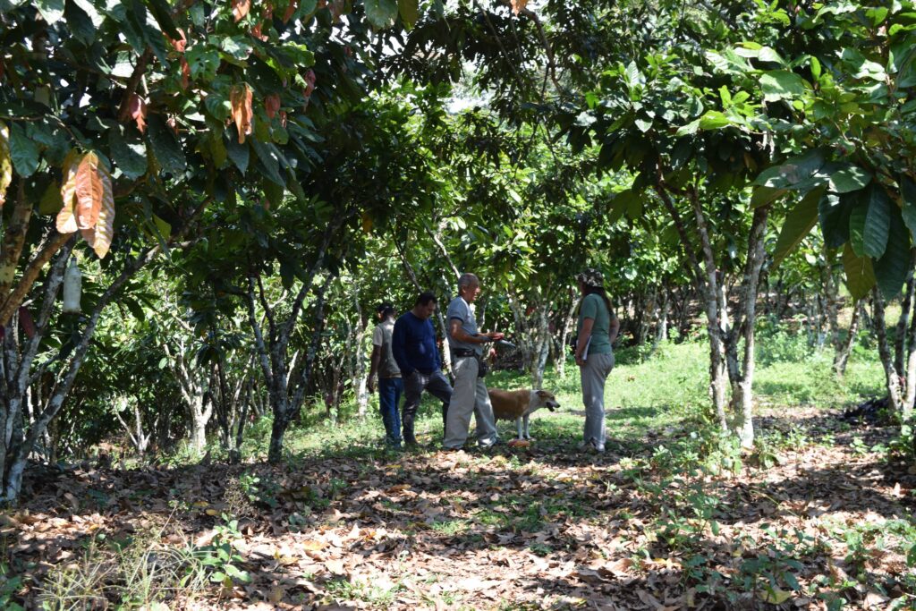 Un grupo de cuatro personas conversa junto a un perro en medio de un denso cultivo de cacao bajo sombra en la Finca Moscú. El suelo está cubierto de hojarasca seca y los árboles de cacao forman un túnel verde que tamiza la luz solar.