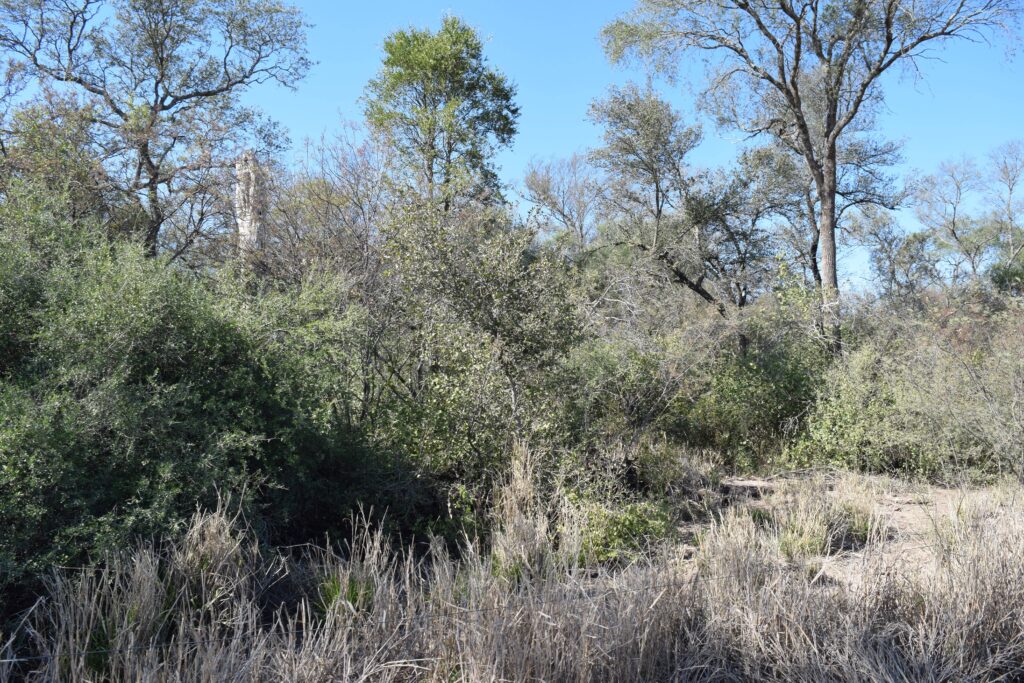Fotografía que muestra un sector denso de monte nativo y vegetación natural del Gran Chaco argentino en la finca Los Tres Quebrachos. Se observan arbustos verdes y árboles típicos del ecosistema integrados al paisaje productivo bajo un cielo azul