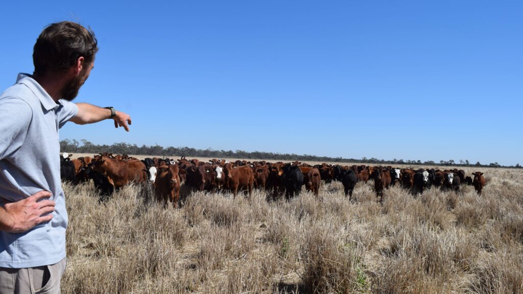 Fotografía en la finca Los Tres Quebrachos en Chaco, Argentina. Hombre señala de perfil un hato de ganado vacuno en pastoreo planificado sobre un suelo con alta cobertura vegetal seca, demostrando la producción de carne en armonía con el bosque nativo.
