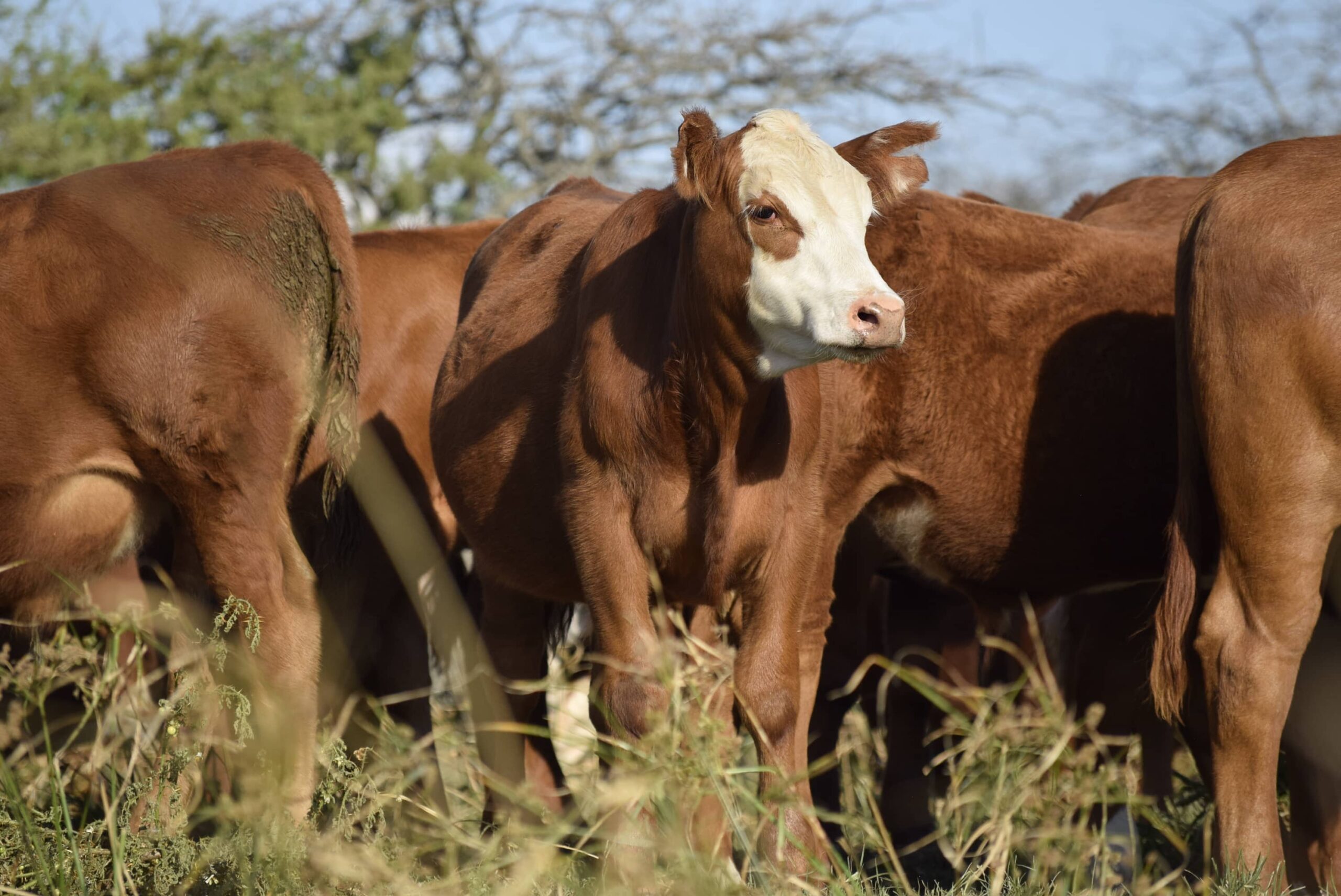 Un grupo de vacas destinadas a la ganadería regenerativa pastando en un campo semiárido con suelo cubierto de pasto seco y arbustos nativos. Al fondo se observa la línea de bosque nativo característica de la región del Gran Chaco.