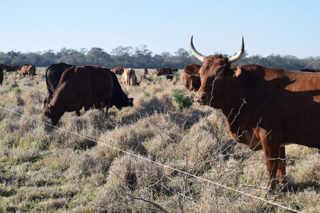 Primer plano medio de una vaca de pelaje marrón con grandes cuernos mirando hacia la cámara en la finca Los Tres Quebrachos. Al fondo, el resto del hato pasta de forma concentrada en un lote de pastizal seco delimitado por un hilo de alambrado eléctrico móvil.