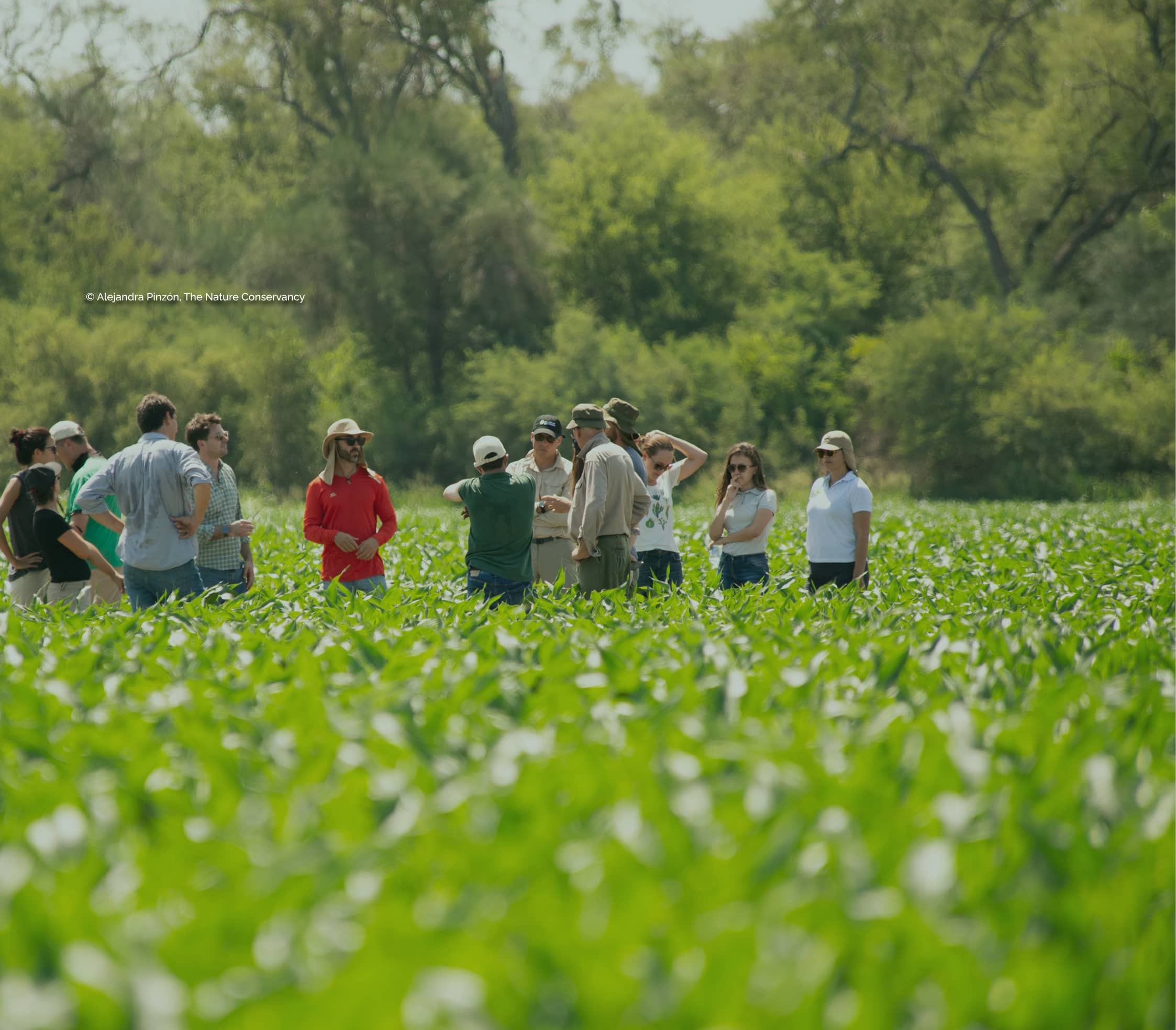 Personas en visita agrícola en un campo de cultivo