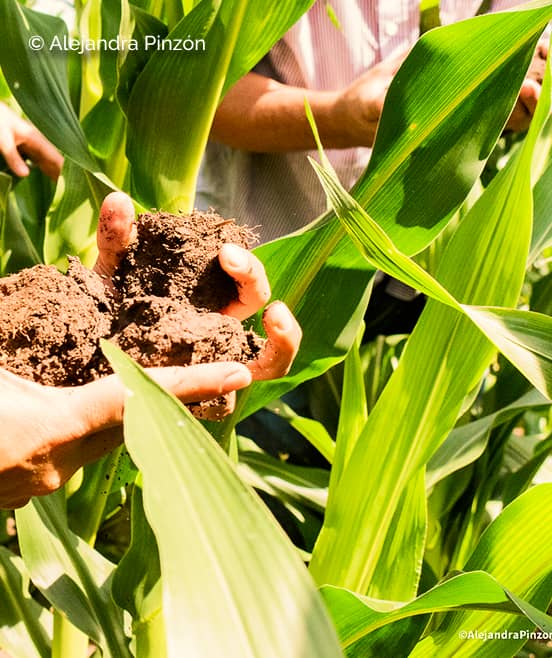 Manos con suelo entre plantas de maiz