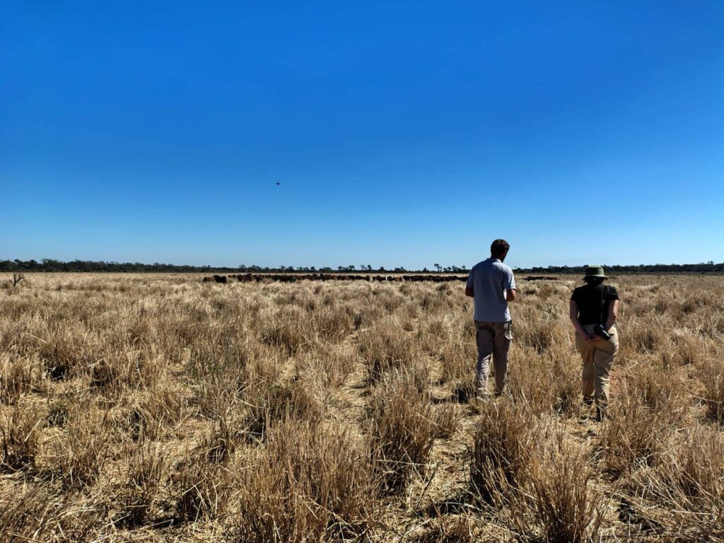 Vista de espaldas de dos técnicos caminando a través de un extenso pastizal seco de color dorado hacia un hato de ganado agrupado a lo lejos. La escena muestra la escala del paisaje continuo bajo un cielo azul despejado en la finca Los Tres Quebrachos.