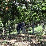 Un grupo de cuatro personas conversa junto a un perro en medio de un denso cultivo de cacao bajo sombra en la Finca Moscú. El suelo está cubierto de hojarasca seca y los árboles de cacao forman un túnel verde que tamiza la luz solar.