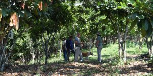 Un grupo de cuatro personas conversa junto a un perro en medio de un denso cultivo de cacao bajo sombra en la Finca Moscú. El suelo está cubierto de hojarasca seca y los árboles de cacao forman un túnel verde que tamiza la luz solar.